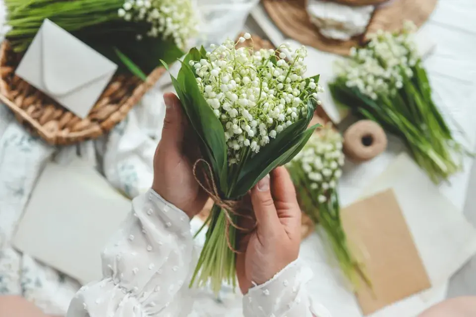 Konvalinka vonná (Convallaria majalis)