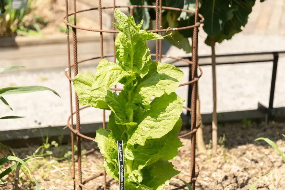 Salátová čekanka (Cichorium endivia)