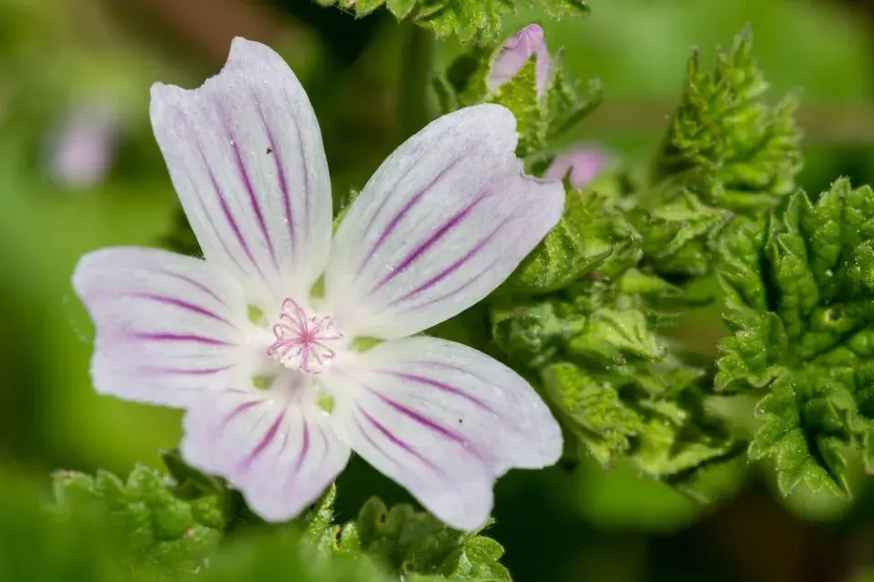 Sléz přehlížený (Malva neglecta)