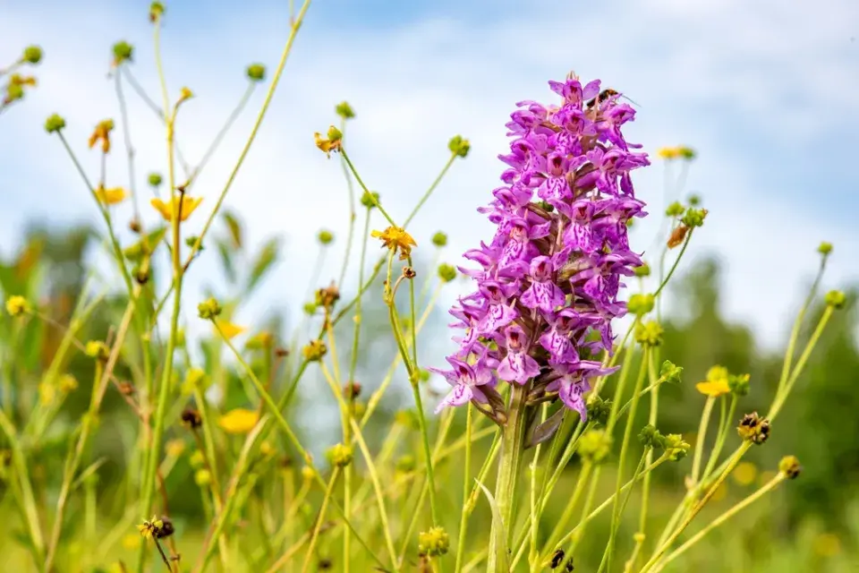 Vstavač mužský (Orchis mascula)