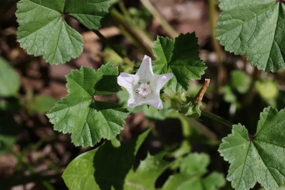 Sléz přehlížený (Malva neglecta)