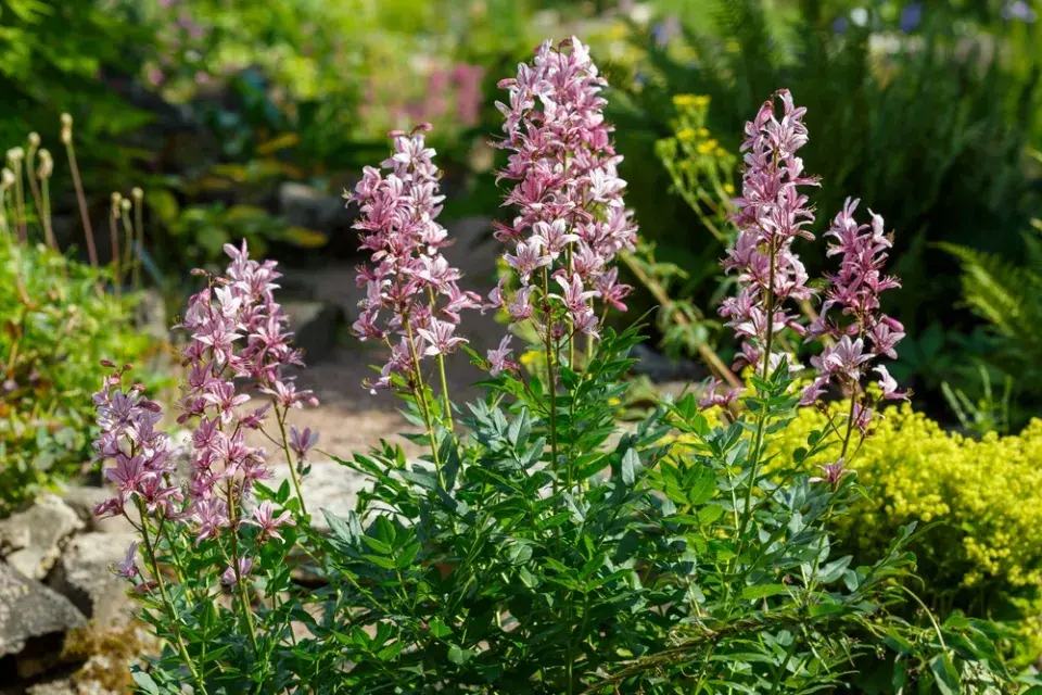 Třemdava bílá (Dictamnus albus) 