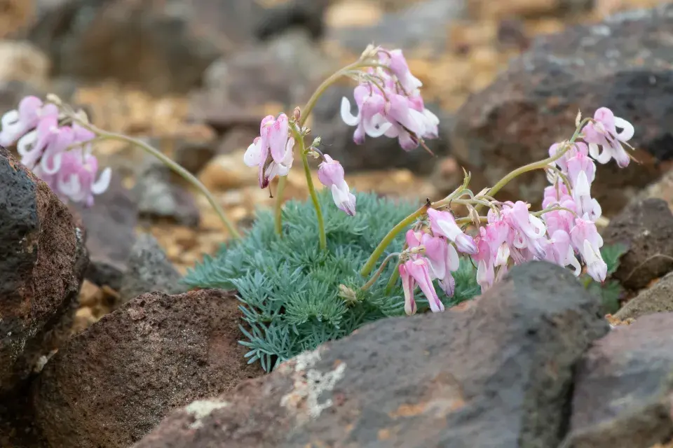 Dicentra peregrina
