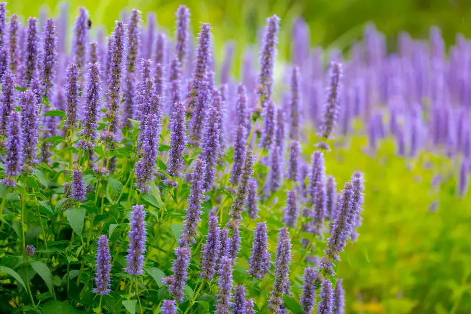 Agastache