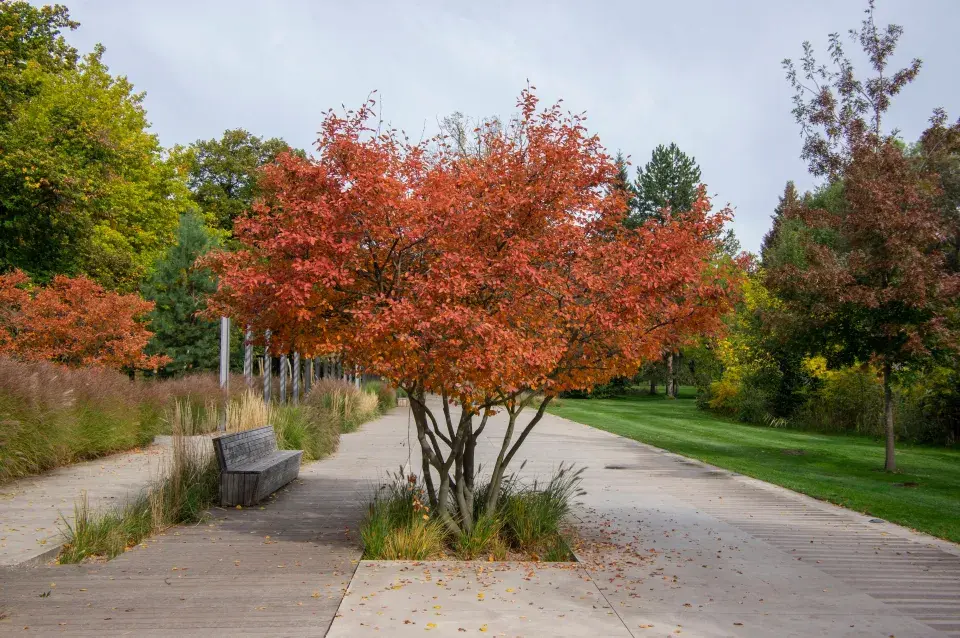 Muchovník Lamarckův