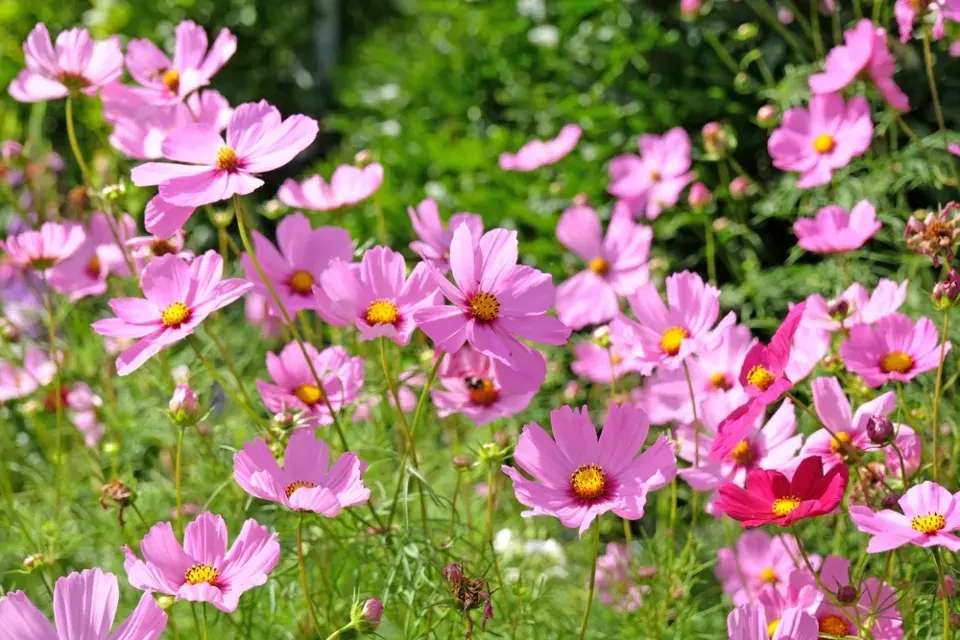 Krásenka zpeřená (Cosmos bipinnatus)
