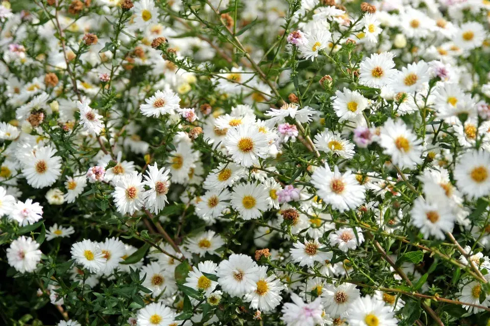 Hvězdnice novobelgická