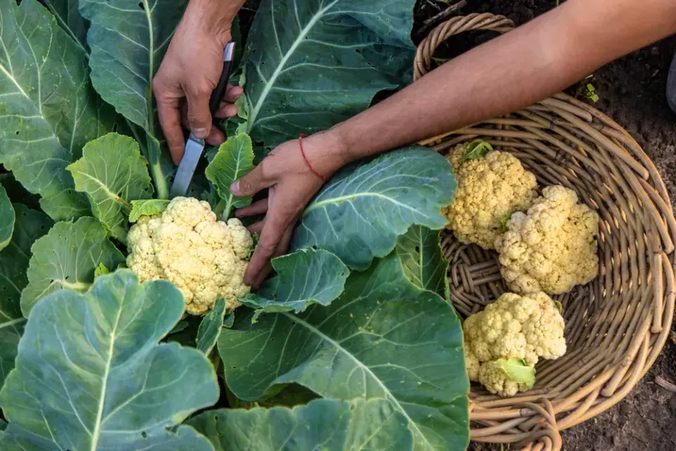 Květák (Brassica oleracea convar.botrytis)