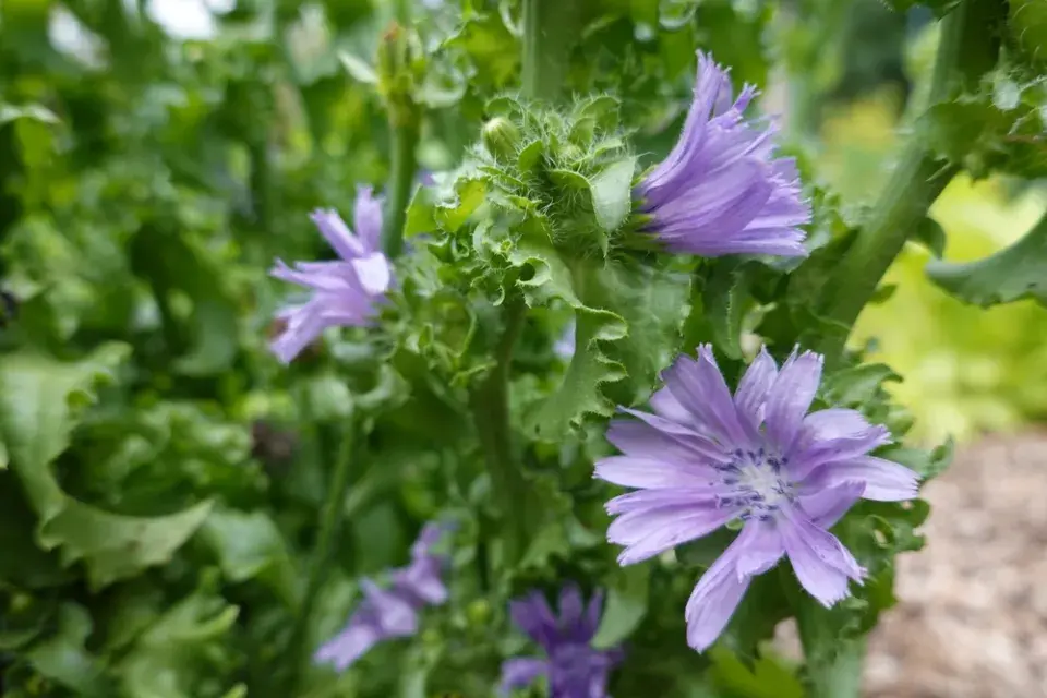 Salátová čekanka (Cichorium endivia)