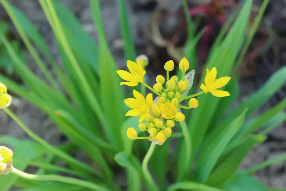 Česnek zlatožlutý (Allium moly)