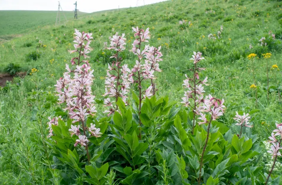 Třemdava bílá (Dictamnus albus) 