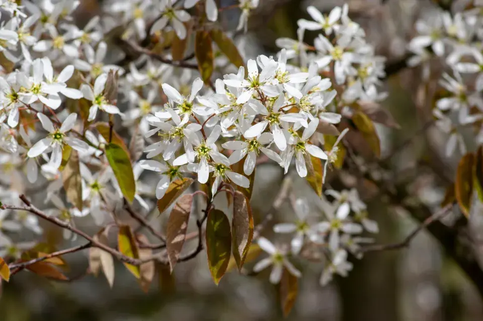 Muchovník Lamarckův