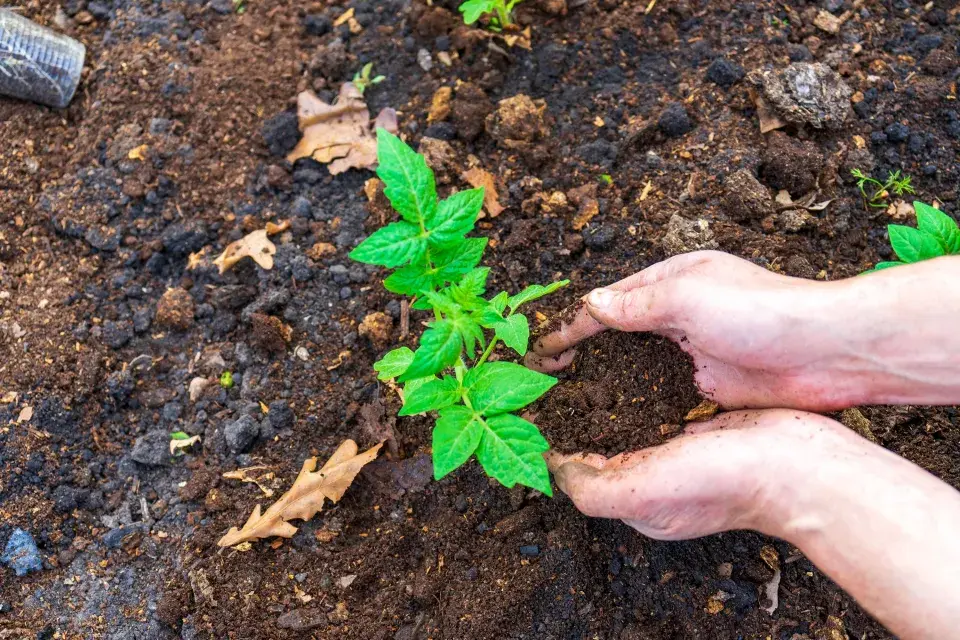 Čerstvě zasazené rajče