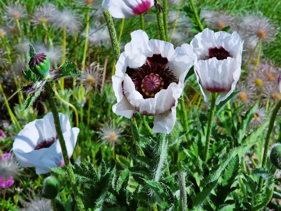 Mák východní (Papaver orientale)