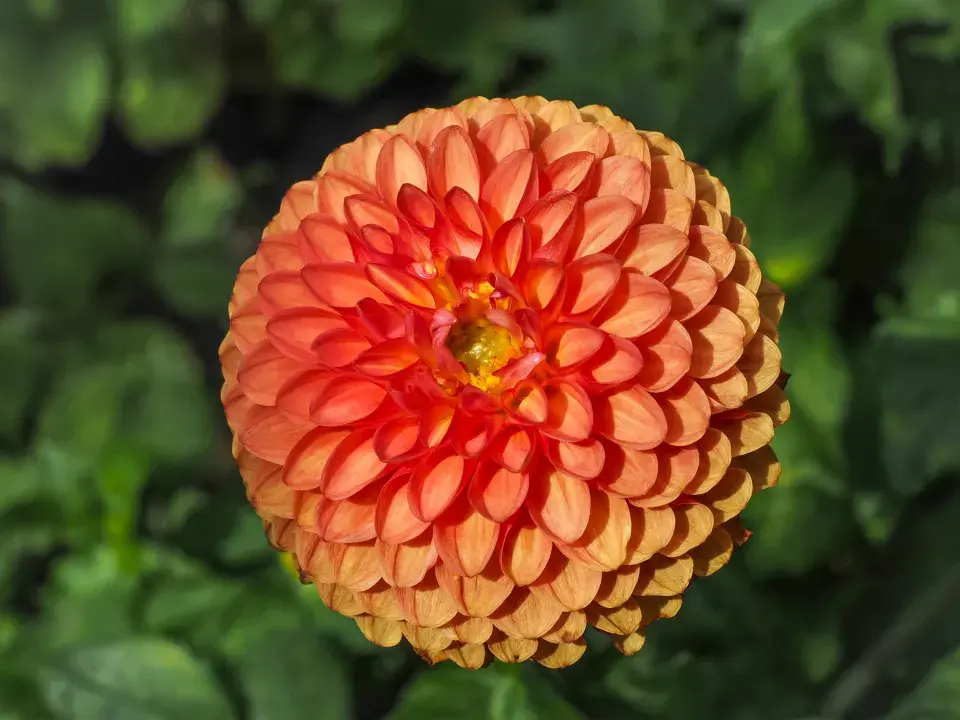 Pomponkovité jiřiny