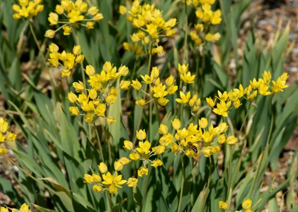 Česnek zlatožlutý (Allium moly)