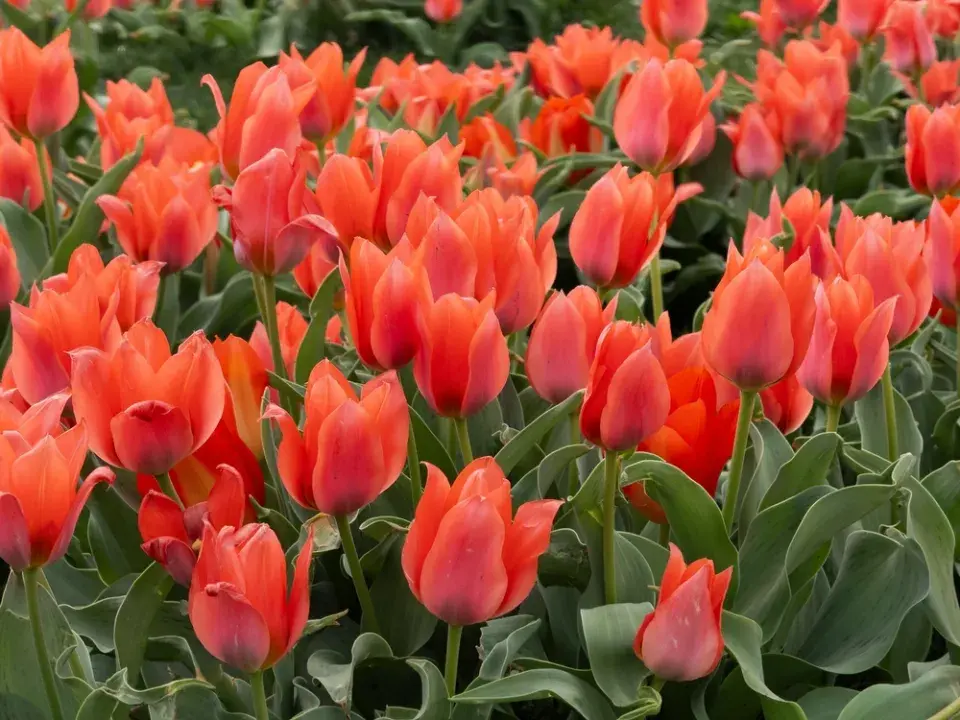 Červenobílé rostliny