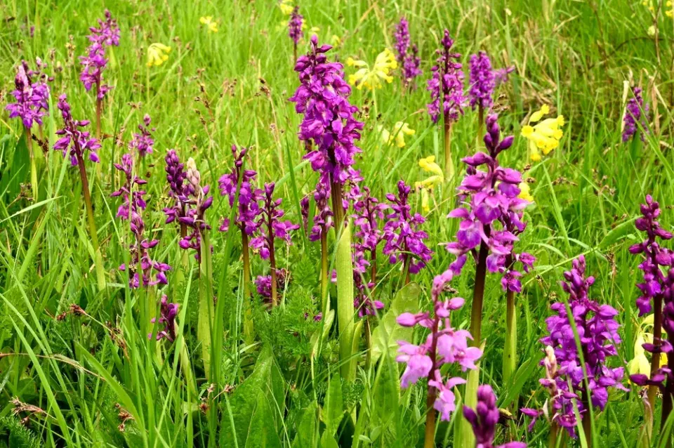 Vstavač mužský (Orchis mascula)