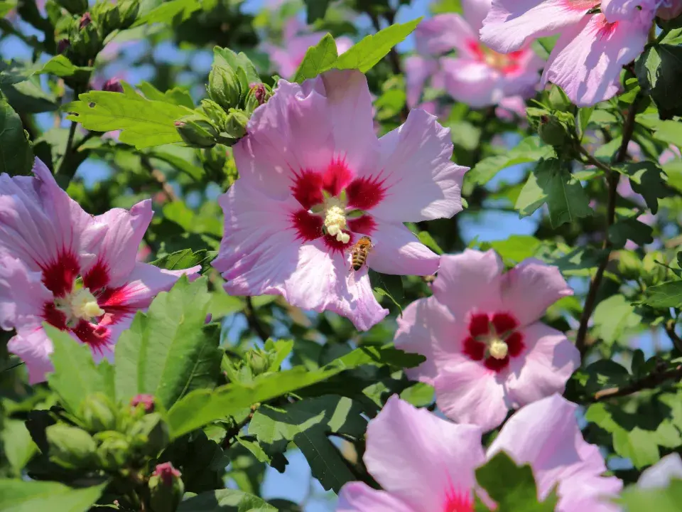 Rose of Sharon (Syrian ketmia)