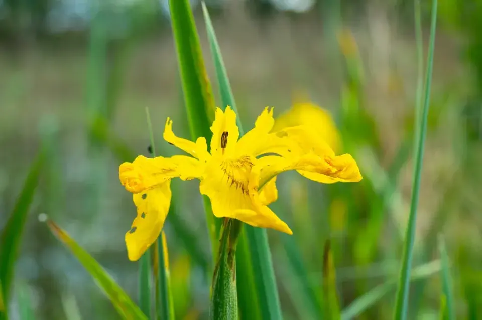Kosatec žlutý (Iris pseudacorus)