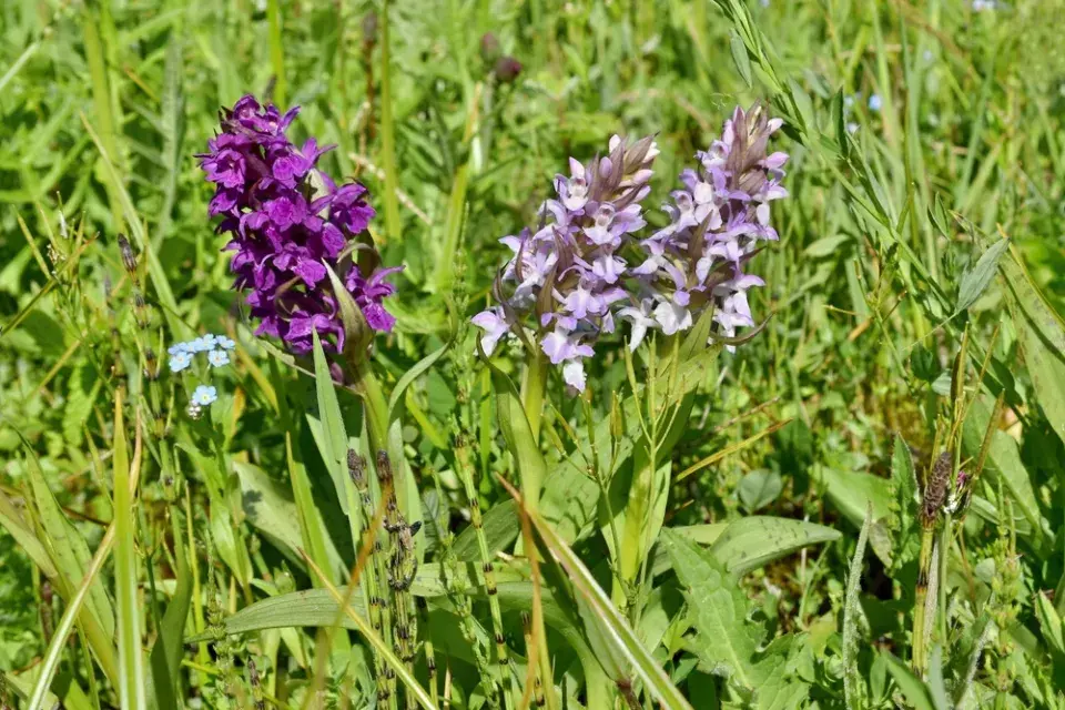 Prstnatec májový (Dactylorhiza majalis)