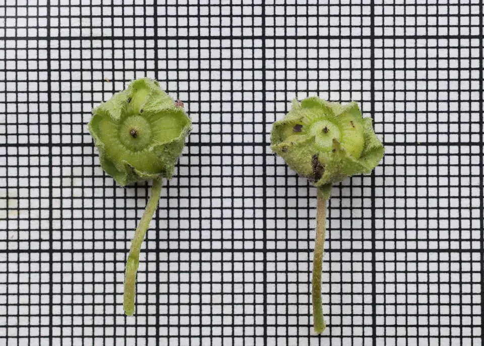 Sléz přehlížený (Malva neglecta)