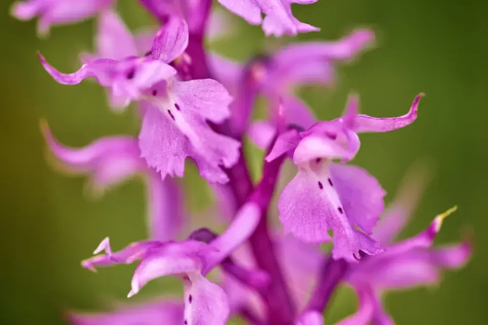 Vstavač mužský (Orchis mascula)