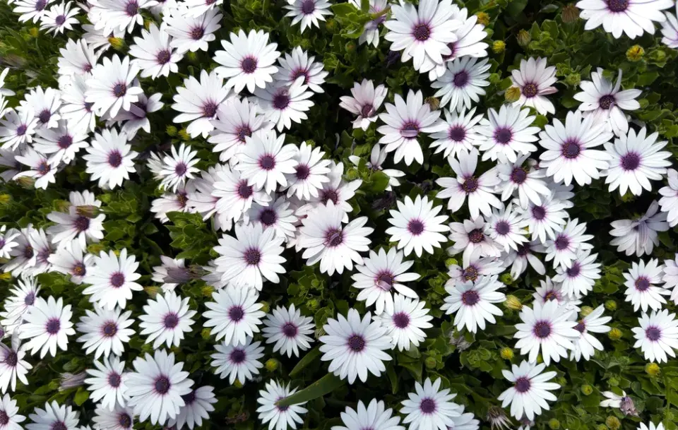 Červenobílé rostliny