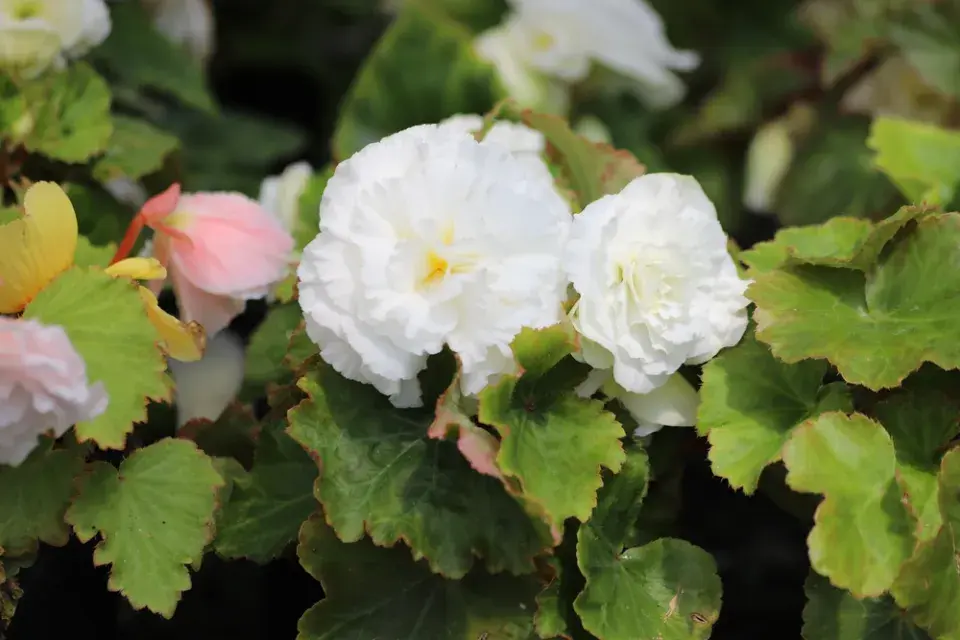 Červenobílé rostliny