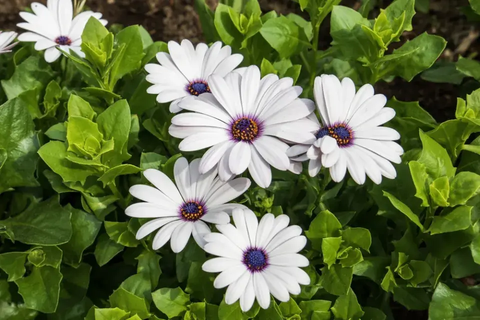 Paprskovka (Osteospermum)