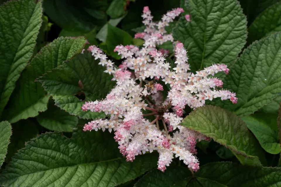 Rodgersie zpeřená (Rodgersia pinnata)