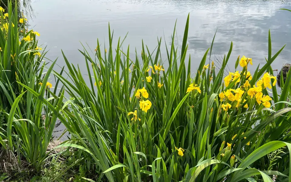 Kosatec žlutý (Iris pseudacorus)