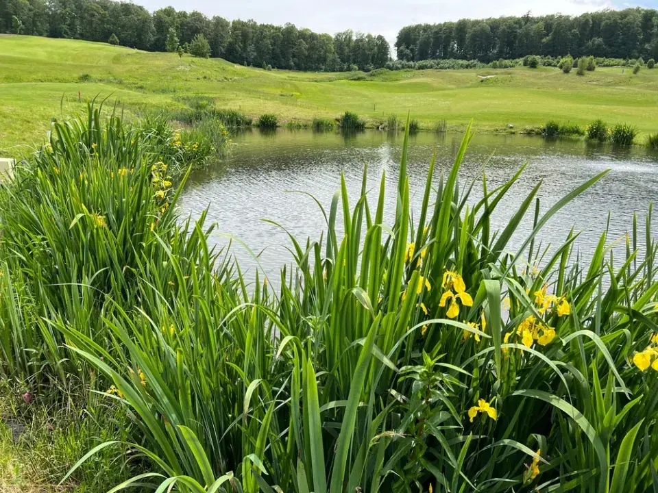 Kosatec žlutý (Iris pseudacorus)
