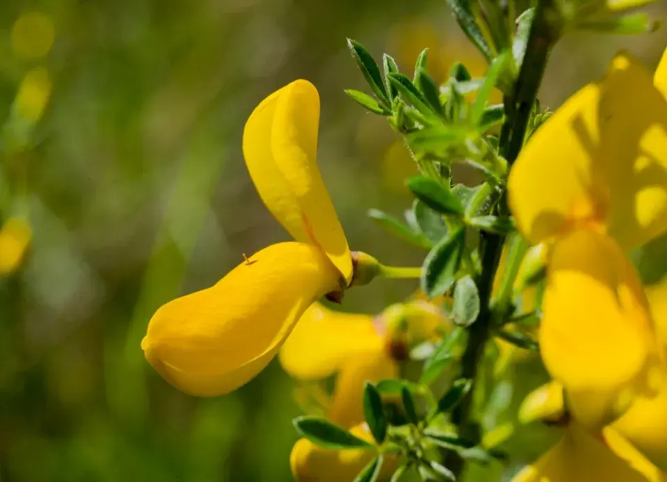 Janovec metlatý (Cytisus scoparius) 