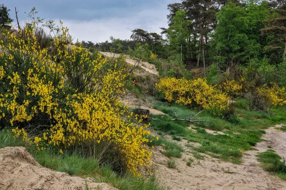 Janovec metlatý (Cytisus scoparius) 