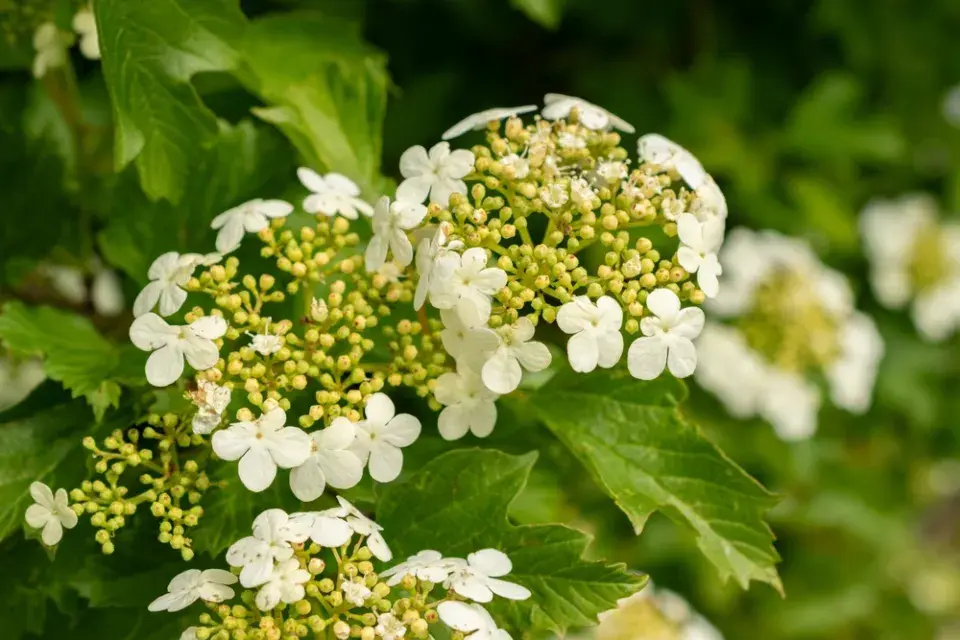 Keře kvetoucí v červnu