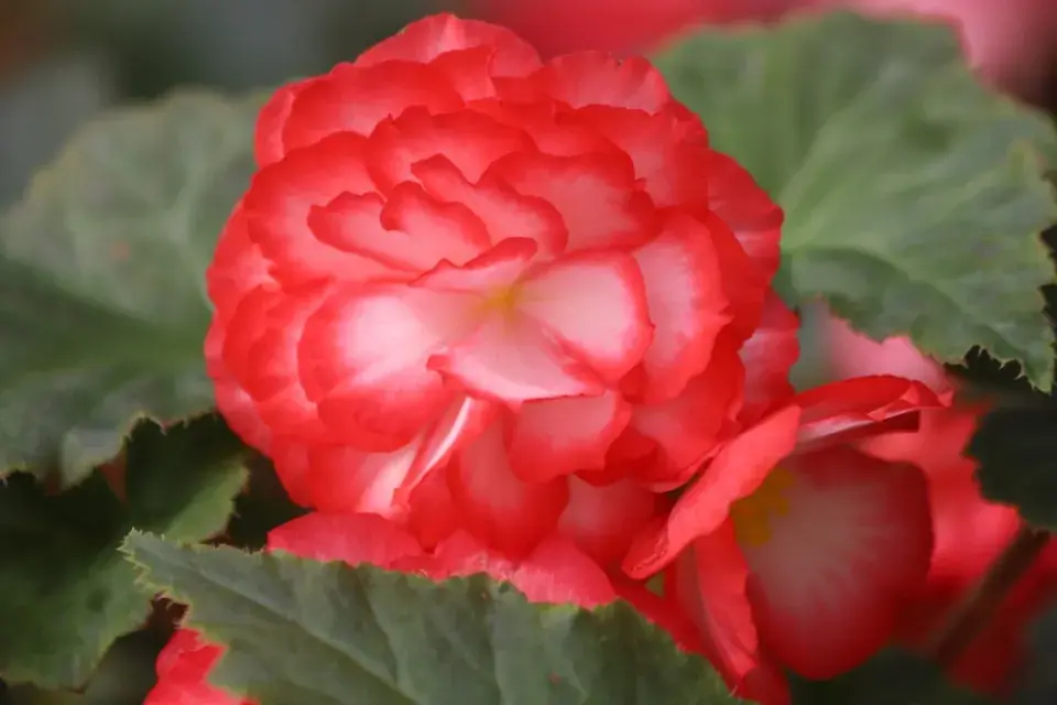 Červenobílé rostliny