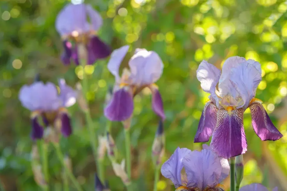 Kosatec německý (Iris x germanica) 