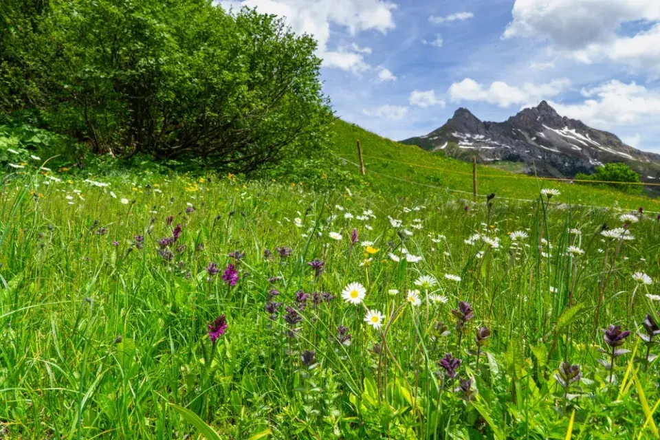 Prstnatec májový (Dactylorhiza majalis)