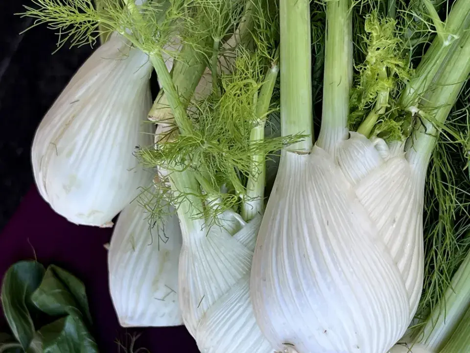 Fenykl sladký neboli hlíznatý (Foeniculum vulgare var. azoricum, syn. Dulce) 