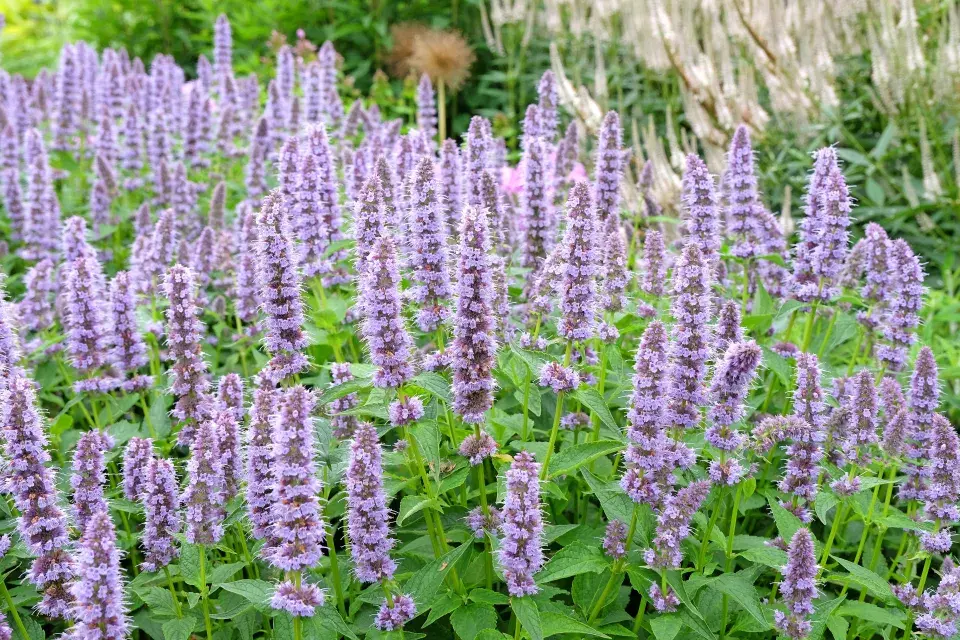 Agastache