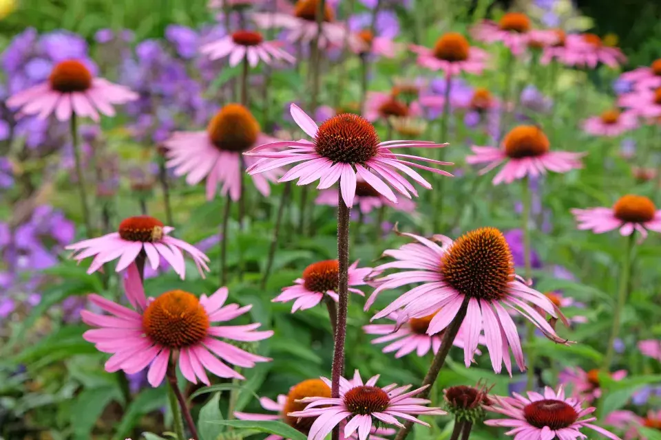 Echinacea