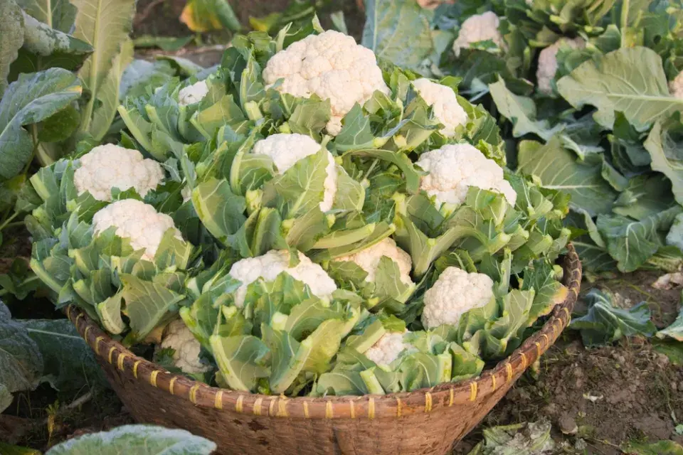 Květák (Brassica oleracea convar.botrytis)