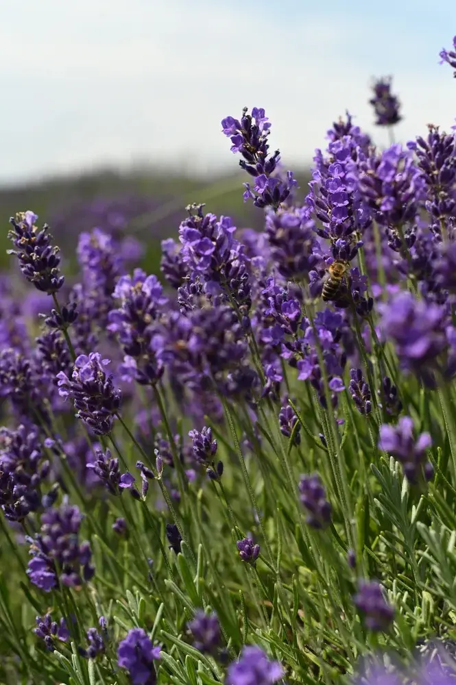 Rostliny proti pavoukům