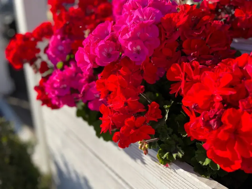 Červenobílé rostliny