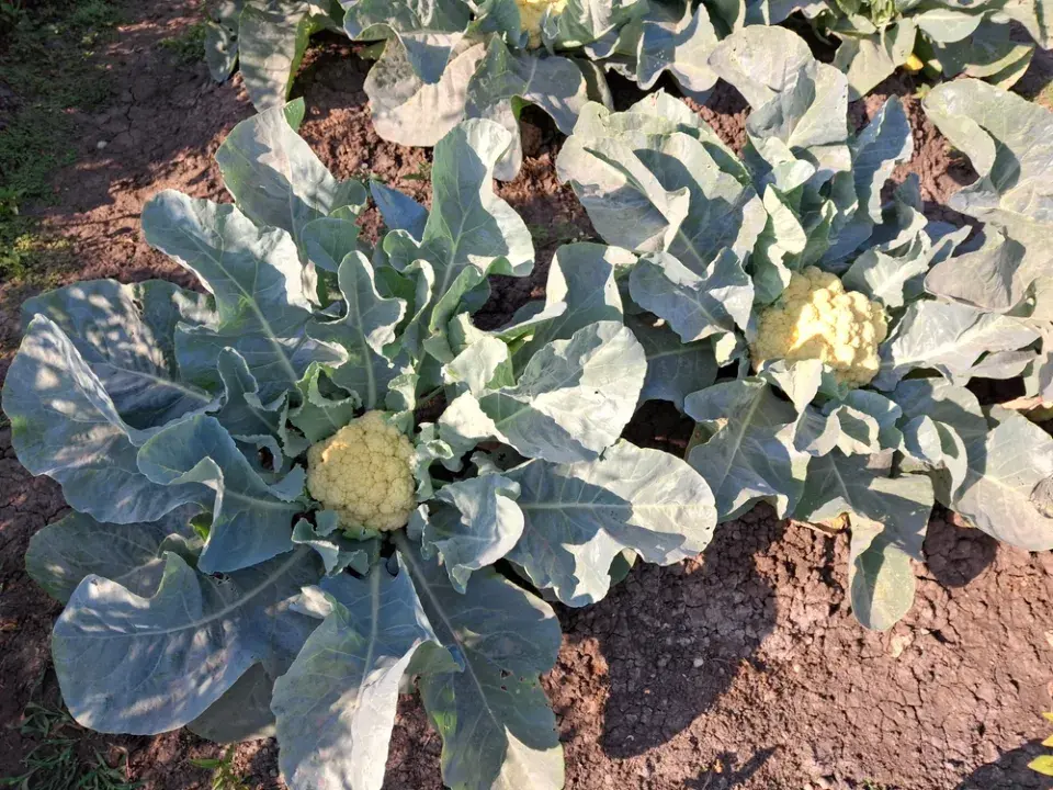 Květák (Brassica oleracea convar.botrytis)