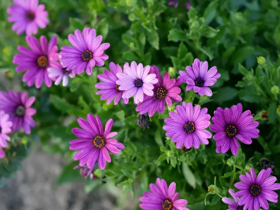 Paprskovka (Osteospermum)