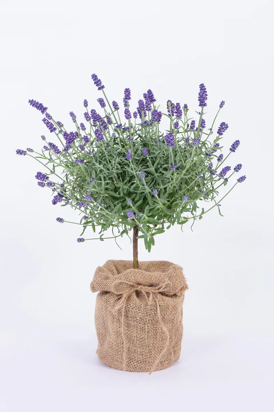 Kvetoucí levandule na kmínku