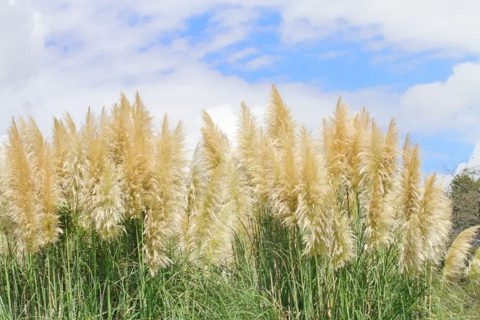 Pampová tráva