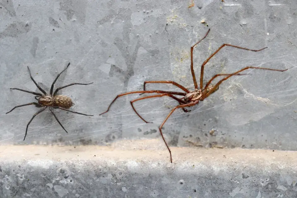 Rostliny proti pavoukům